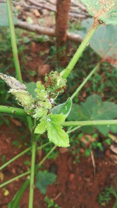 పిండి నల్లి - బెండ