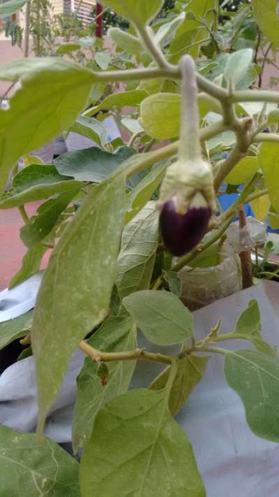 Spider Mites - Brinjal