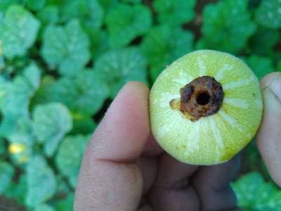 Helicoverpa Caterpillar - Pumpkin