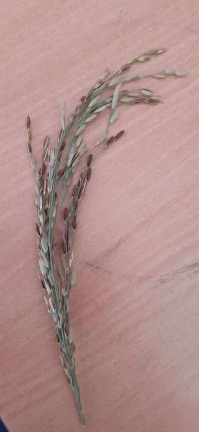 Bacterial Panicle Blight - Rice