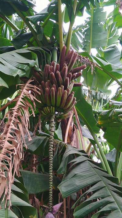 Banana Rust Thrips - Banana