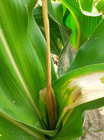 Nitrogen Deficiency - Maize