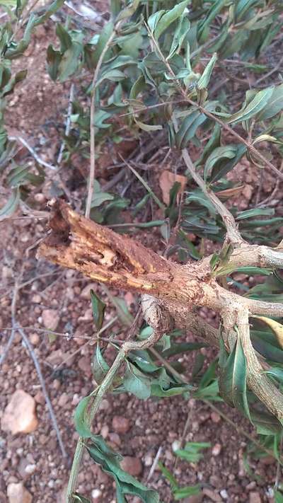 ಗೆದ್ದಲು ಹುಳುಗಳು - ದಾಳಿಂಬೆ