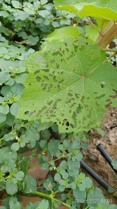 Tobacco Caterpillar - Grape