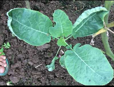 Flea Beetles - Cauliflower