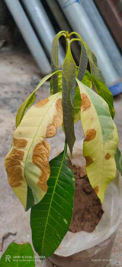 Potassium Deficiency - Mango