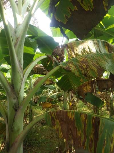 மஞ்சள் மற்றும் கருப்பு சிகடோகா - வாழைப் பழம்