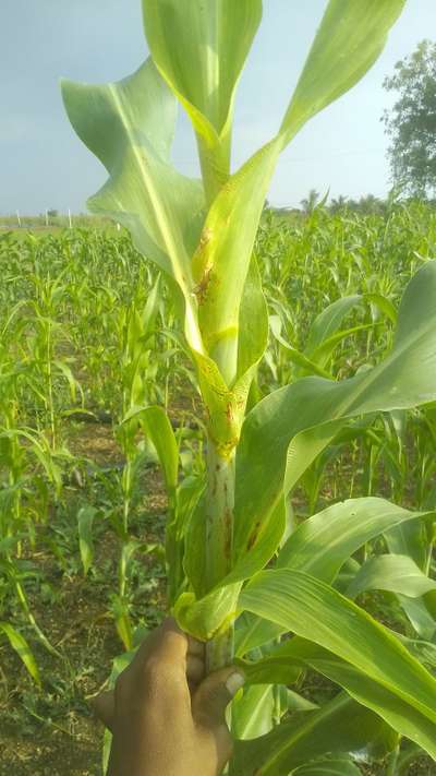 ಎಲೆ ಪಟ್ಟೆ ಮತ್ತು  ತೆನೆ ಕವಚ ಅಂಗಮಾರಿ - ಹುಲ್ಲುಜೋಳ