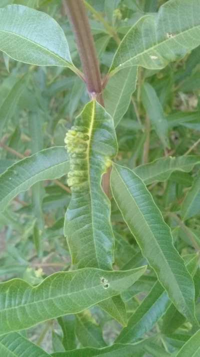 Peach Leaf Curl - Mango