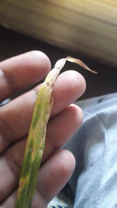 Leaf and Glume Blotch of Wheat - Wheat