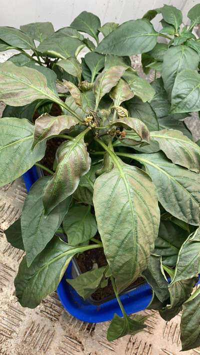 Spider Mites - Capsicum & Chilli