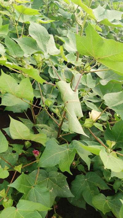 Leaf Miner Flies - Cotton