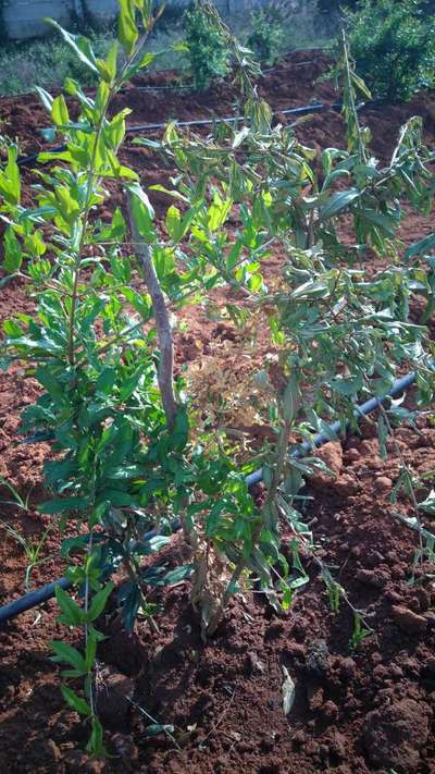 Fusarium Wilt - Pomegranate