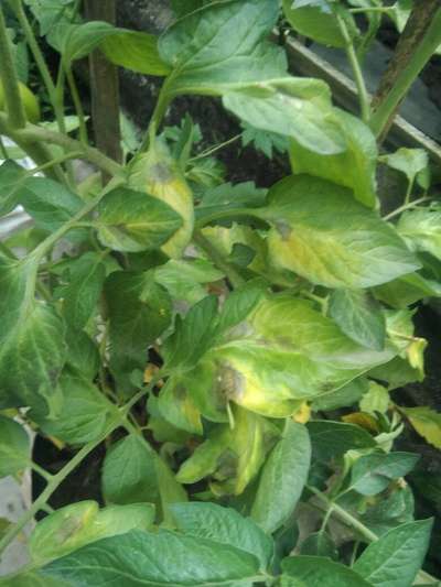 Blossom End Rot - Tomato