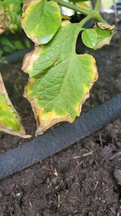 Carence en Potassium - Tomates