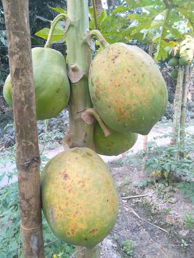 Anthracnose of Papaya and Mango - Papaya