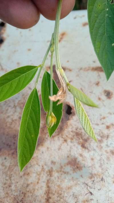 Spotted Pod Borer - Pigeon Pea & Red Gram