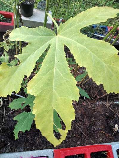 Nitrogen Deficiency - Okra