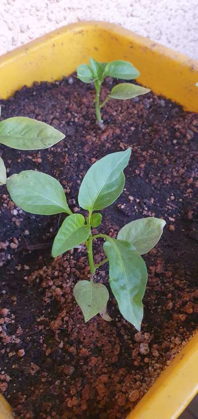 Marchitamiento fúngico de las plántulas - Capsicum y chile