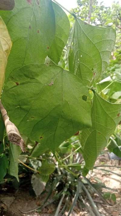 গোড়া ও আগা পচা রোগ - শিম