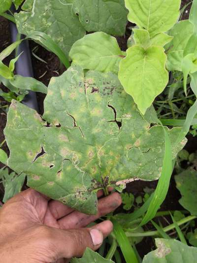 Leaf Miner Flies - Cucumber