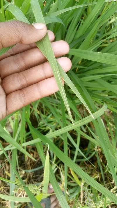 Asiatic Rice Borer - Rice