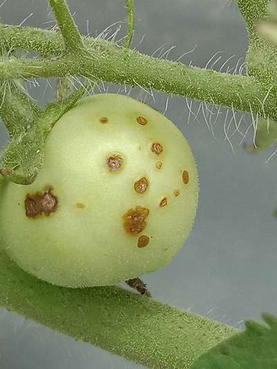 Bacterial Canker of Tomato - Tomato