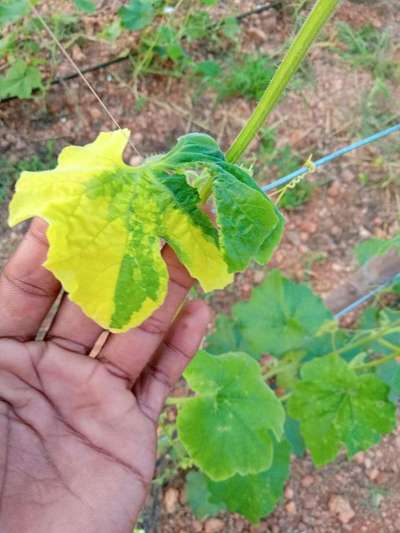 Leaf Variegation - Cucumber