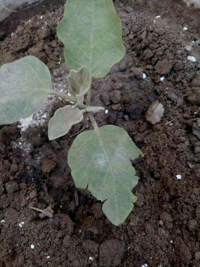 Powdery Mildew - Brinjal