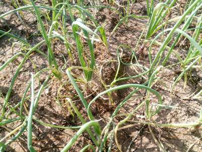 Leaf Miner Flies - Onion