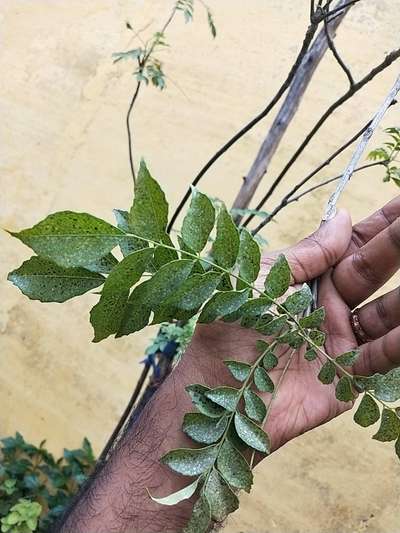 Spider Mites - Chickpea & Gram