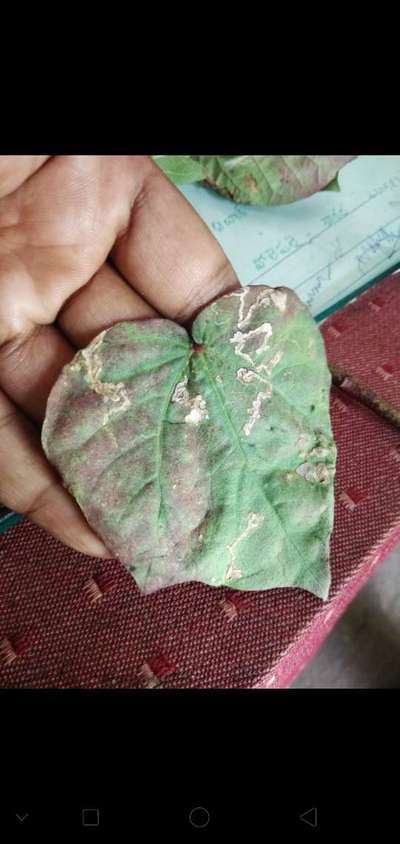 Leaf Miner Flies - Cotton