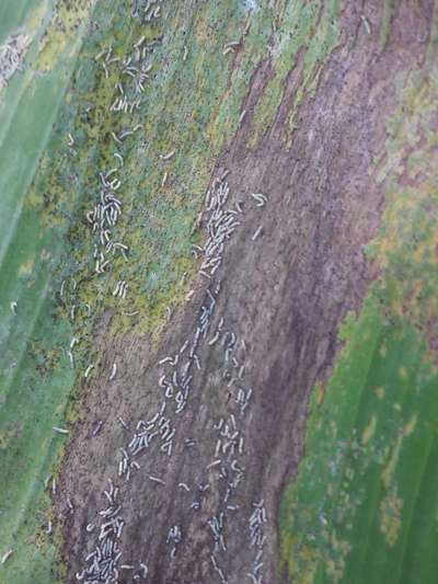 Tobacco Caterpillar - Banana