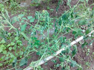 May Beetles - Tomato