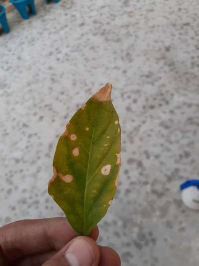 Bacterial Spot of Pepper - Capsicum & Chilli