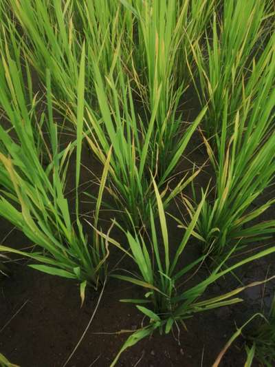 Bacterial Leaf Streak - Rice