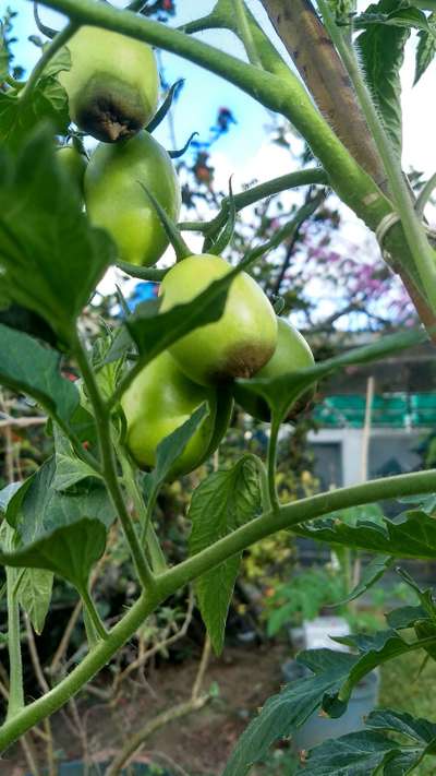 Deficiencia de calcio - Tomate