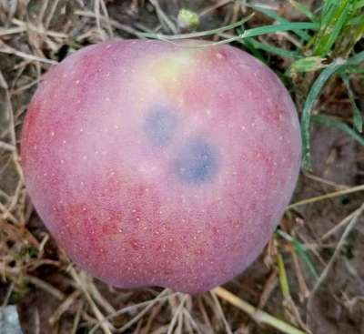 Codling Moth - Apple