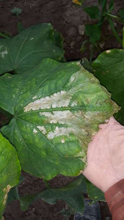 Downy Mildew - Cucumber