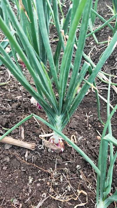 Botrytis Leaf Blight - Onion