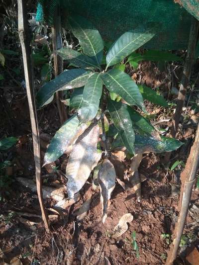 Powdery Mildew of Mango - Mango