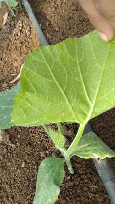 Whiteflies - Pumpkin