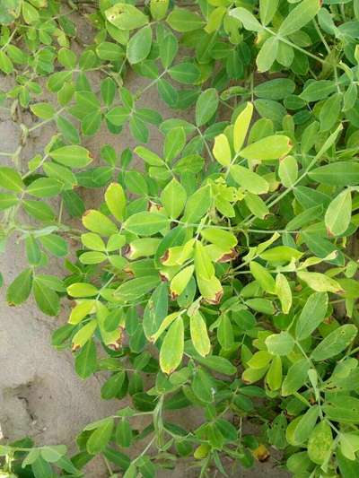 Alternaria Leaf Spot Peanut - Peanut