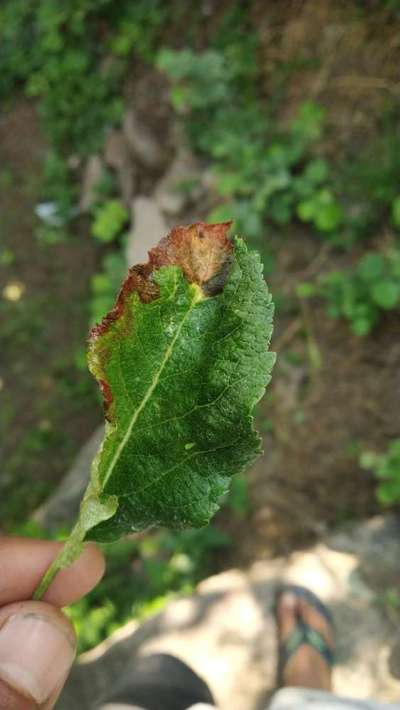 Leafhoppers and Jassids - Apple