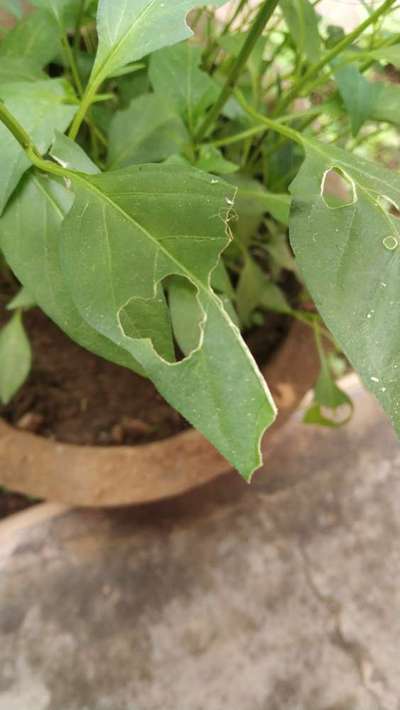 Short horned Grasshopper and Locust - Capsicum & Chilli