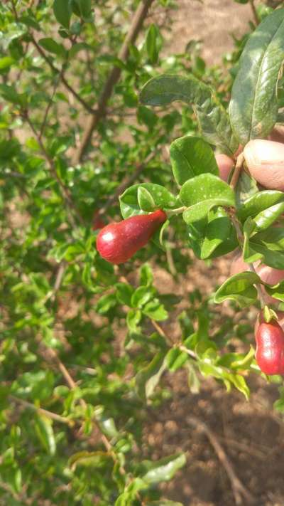 Spider Mites - Pomegranate