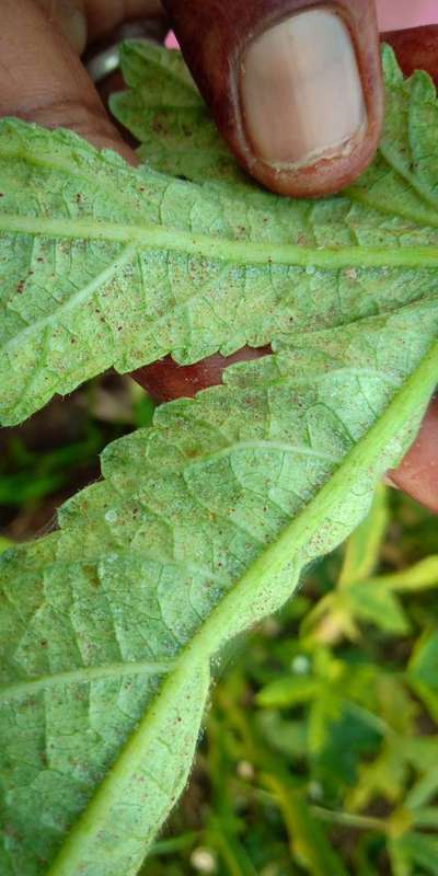 Spider Mites - Okra