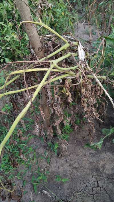 Verticillium Wilt - Potato