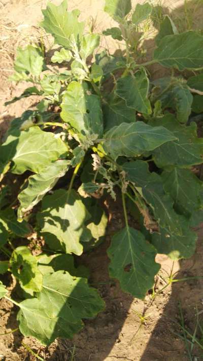 Brinjal Shoot and Fruit Borer - Brinjal