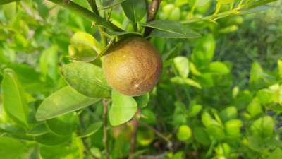 Citrus Rust Mite - Citrus